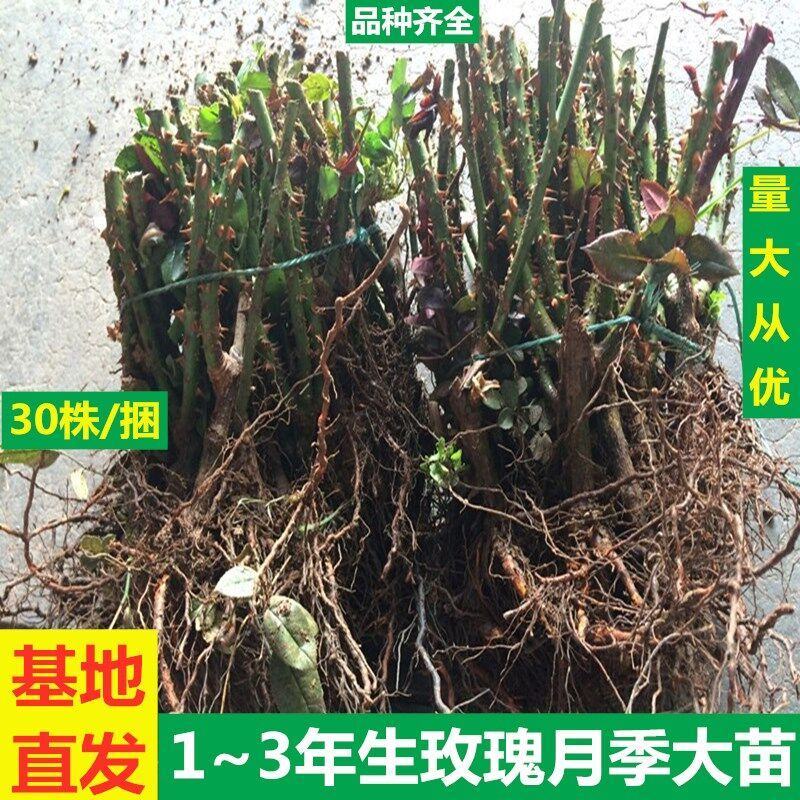 云南昆明斗南基地直供1到3年生玫瑰月季大苗绿化工程用苗