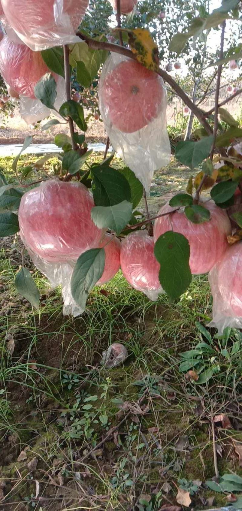 纸加膜红富士苹果产地价格，纸加膜红富士苹果代办