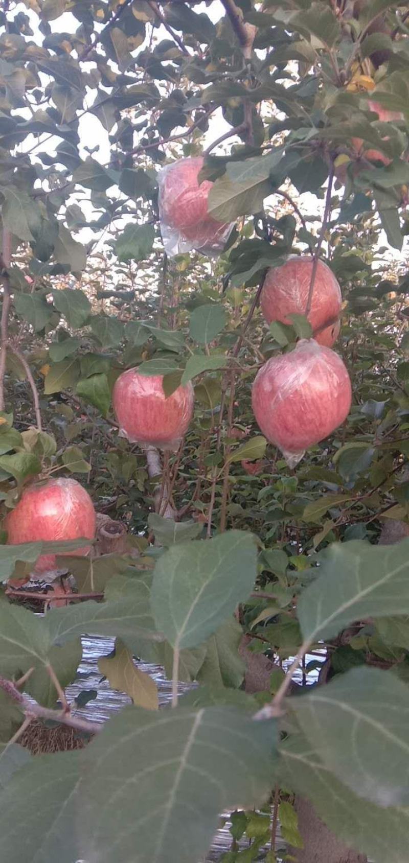 纸加膜红富士苹果产地价格，纸加膜红富士苹果代办