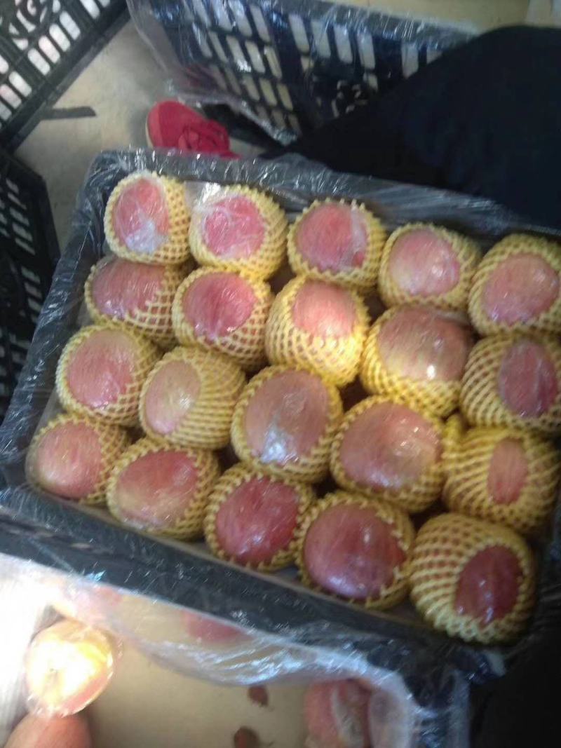 纸加膜红富士苹果产地价格，纸加膜红富士苹果代办
