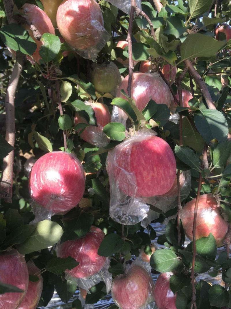纸加膜红富士苹果产地价格，纸加膜红富士苹果代办