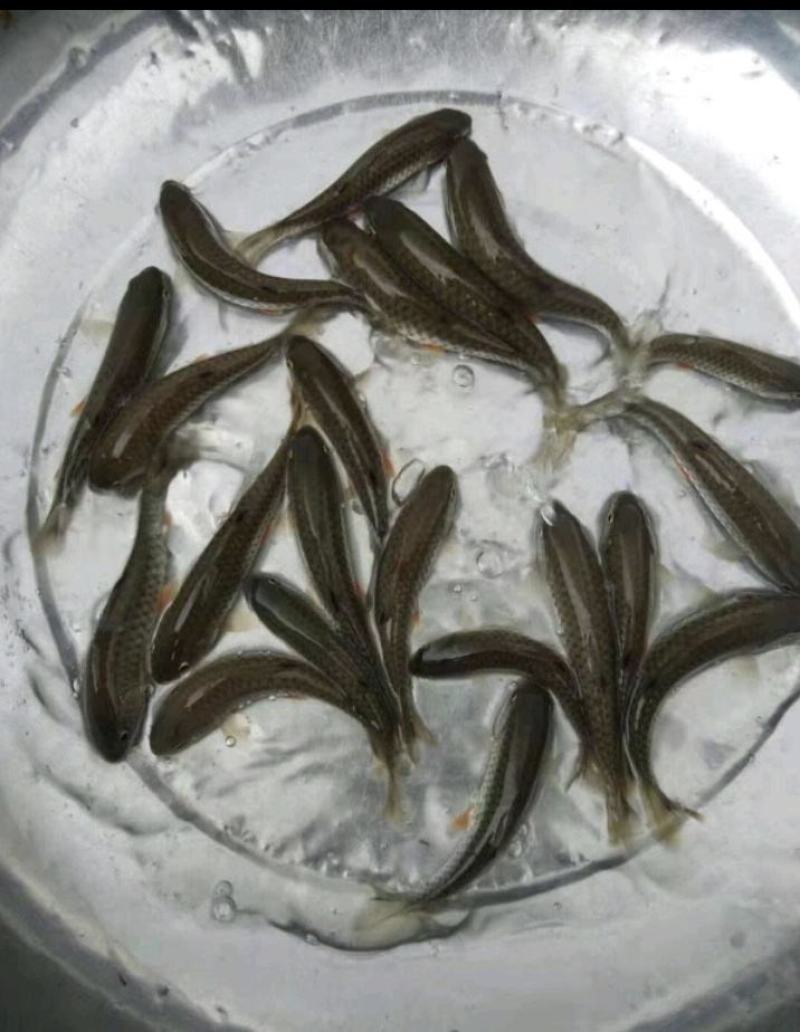 草鱼苗，广草鱼苗，全规格齐全，抗病毒，成活率高，