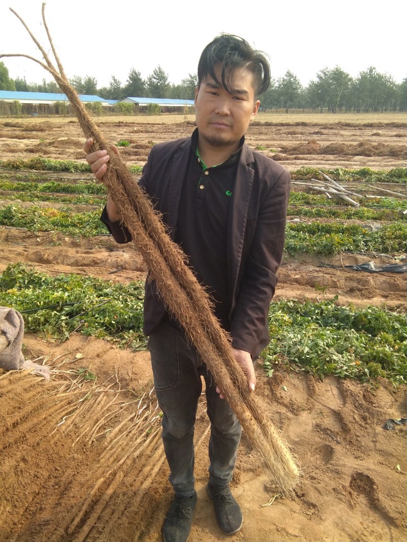 临漳铁棍山药基地销售部