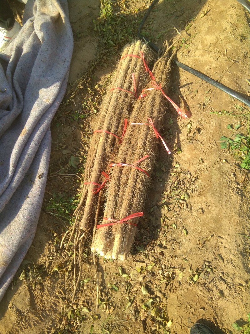 临漳铁棍山药基地销售部