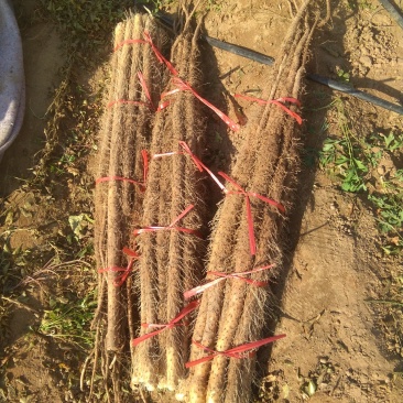 临漳铁棍山药基地销售部