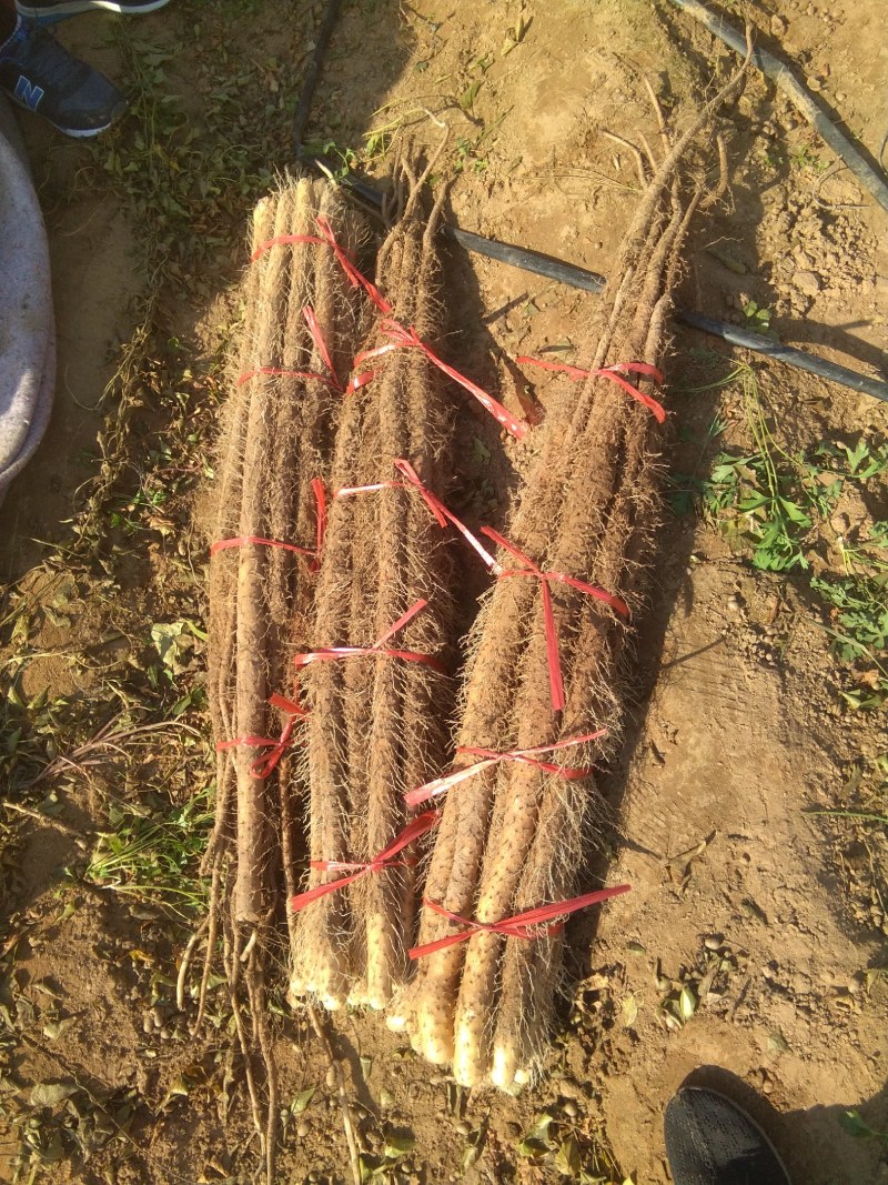 临漳铁棍山药基地销售部