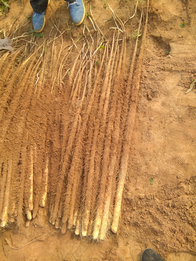 铁棍山药3~4厘米特级通货70~90厘米