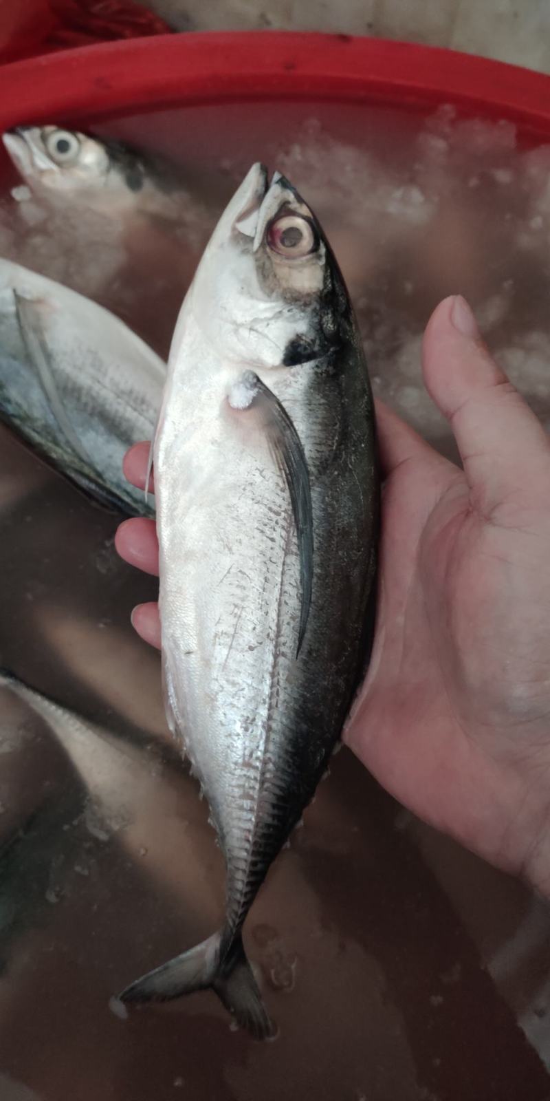 北海海鲜代购，赚的是辛苦钱，提前一天预约，优选优质海货