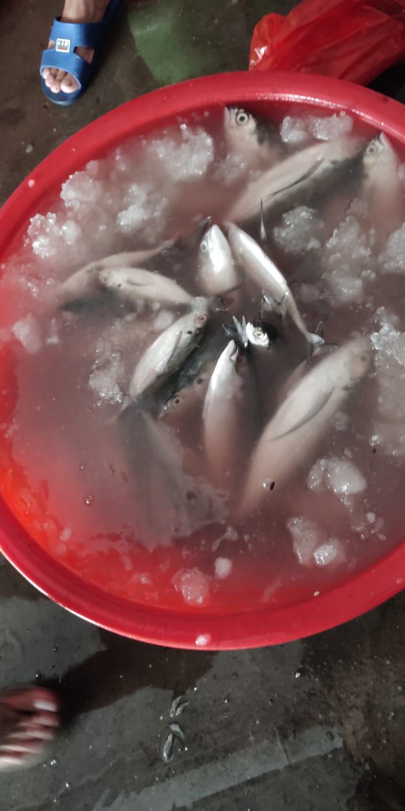 北海海鲜代购，赚的是辛苦钱，提前一天预约，优选优质海货