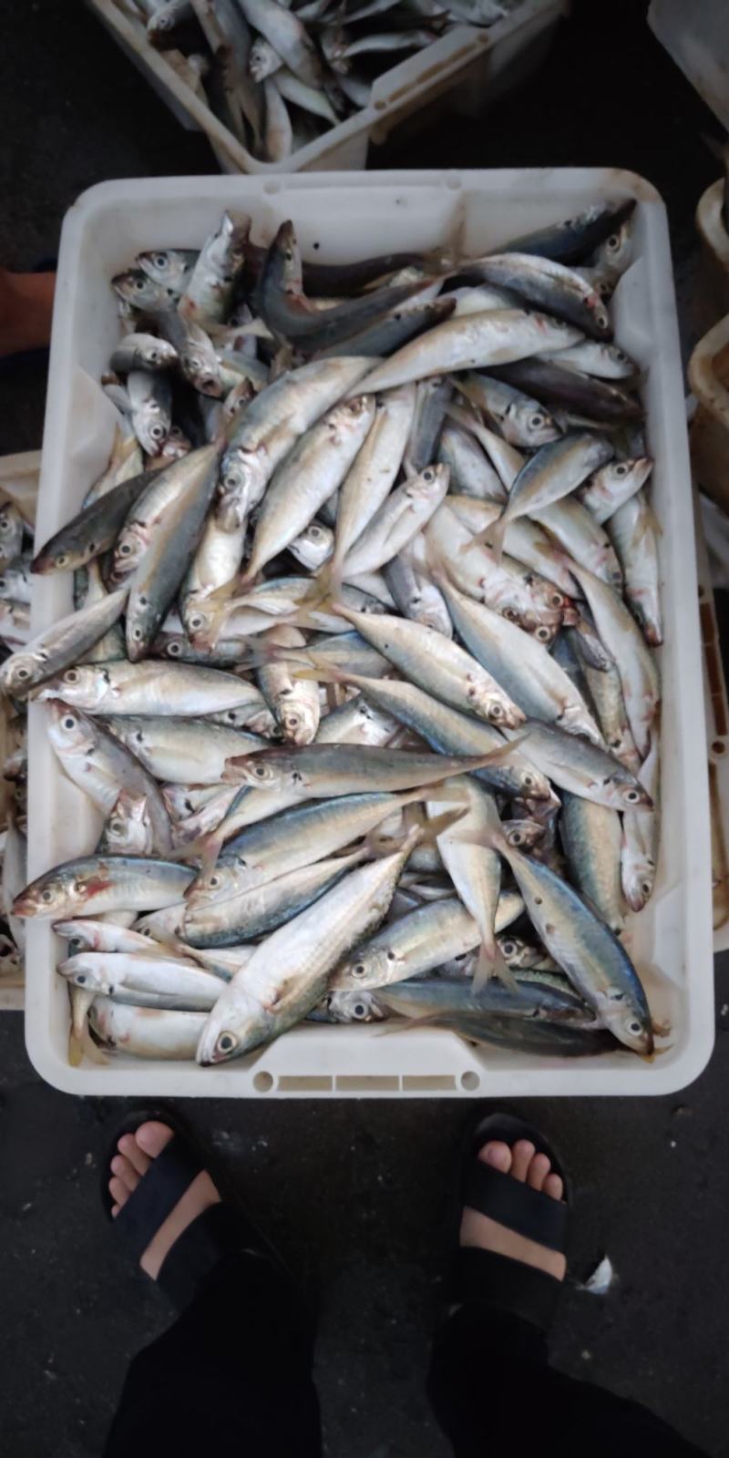 北海海鲜代购，赚的是辛苦钱，提前一天预约，优选优质海货