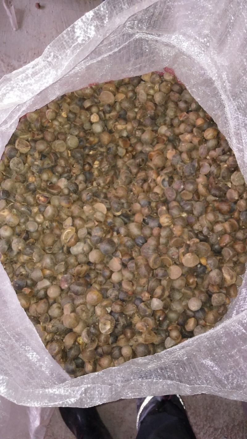 山茶籽油茶籽大量上市
