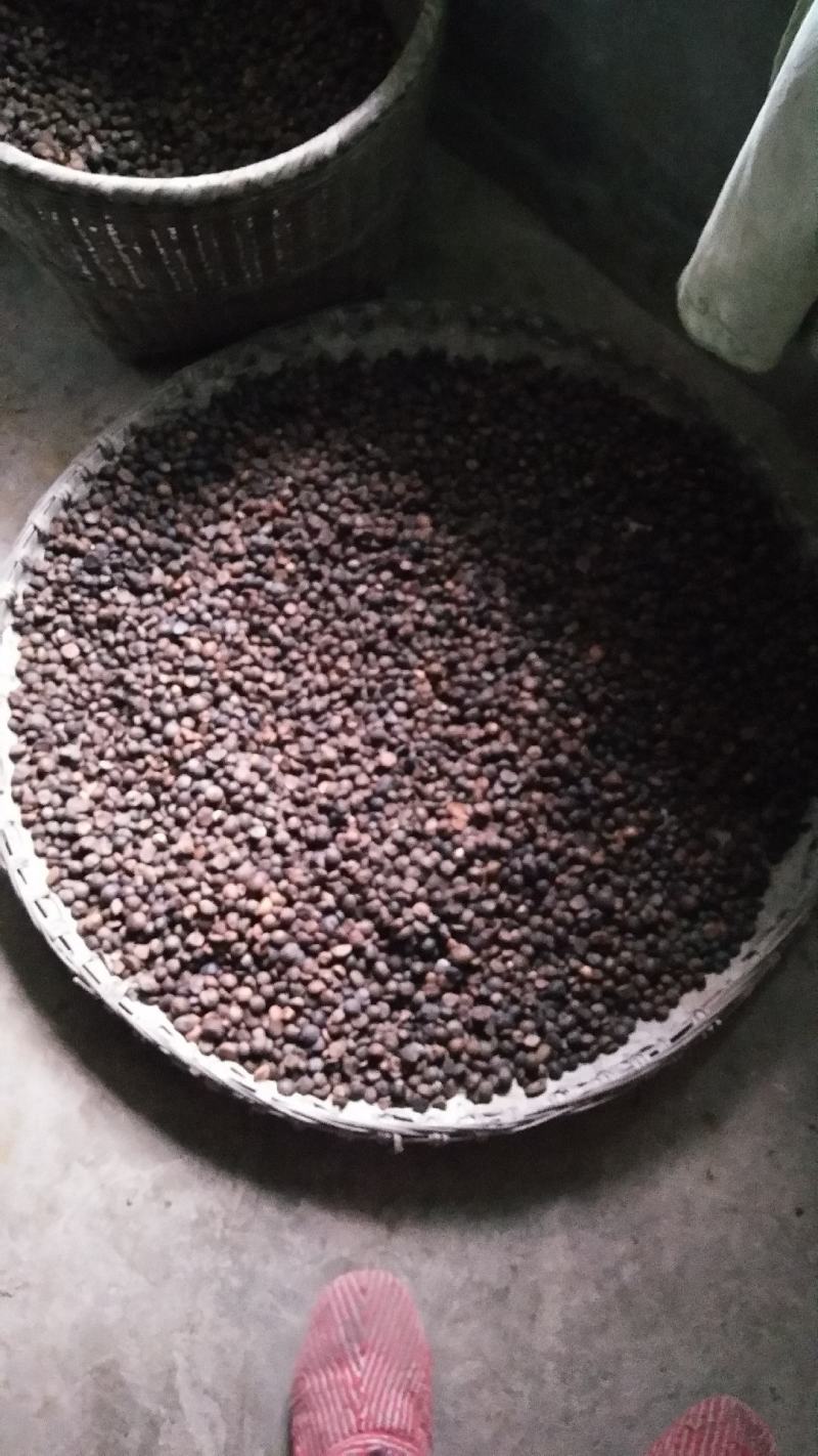 山茶籽油茶籽大量上市