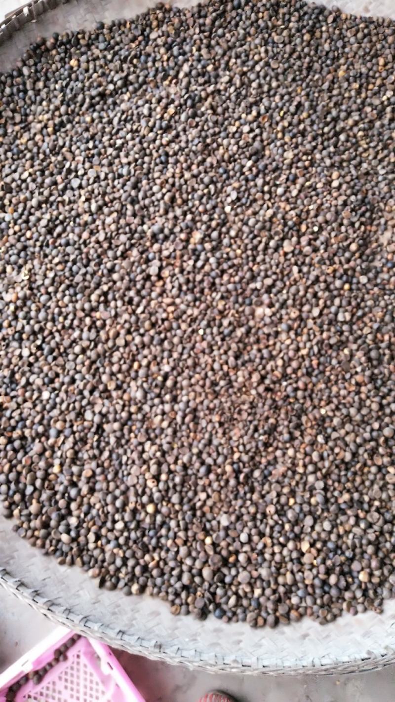 山茶籽油茶籽大量上市
