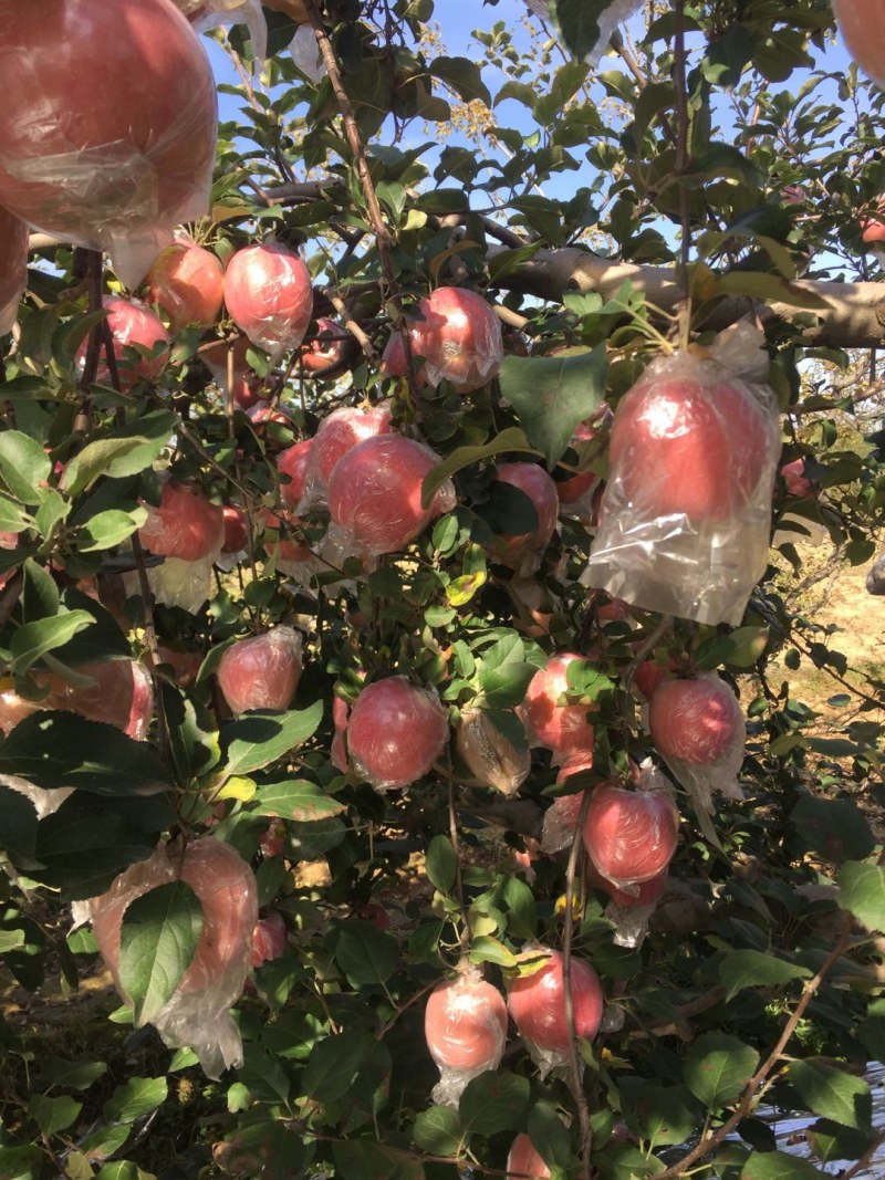 纸加膜红富士苹果产地代办，纸加膜红富士苹果供应价格，入库