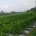 粉防己苗基地直供，收购根茎，欢迎来考察洽谈合作
