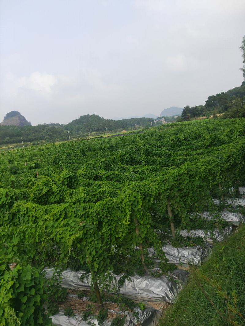 粉防己苗基地直供，收购根茎，欢迎来考察洽谈合作