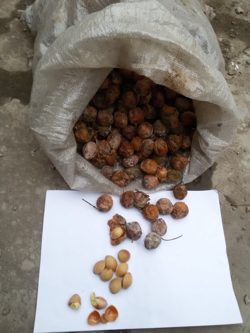 白果白果干果可食用白果种子批零皆免费发物流