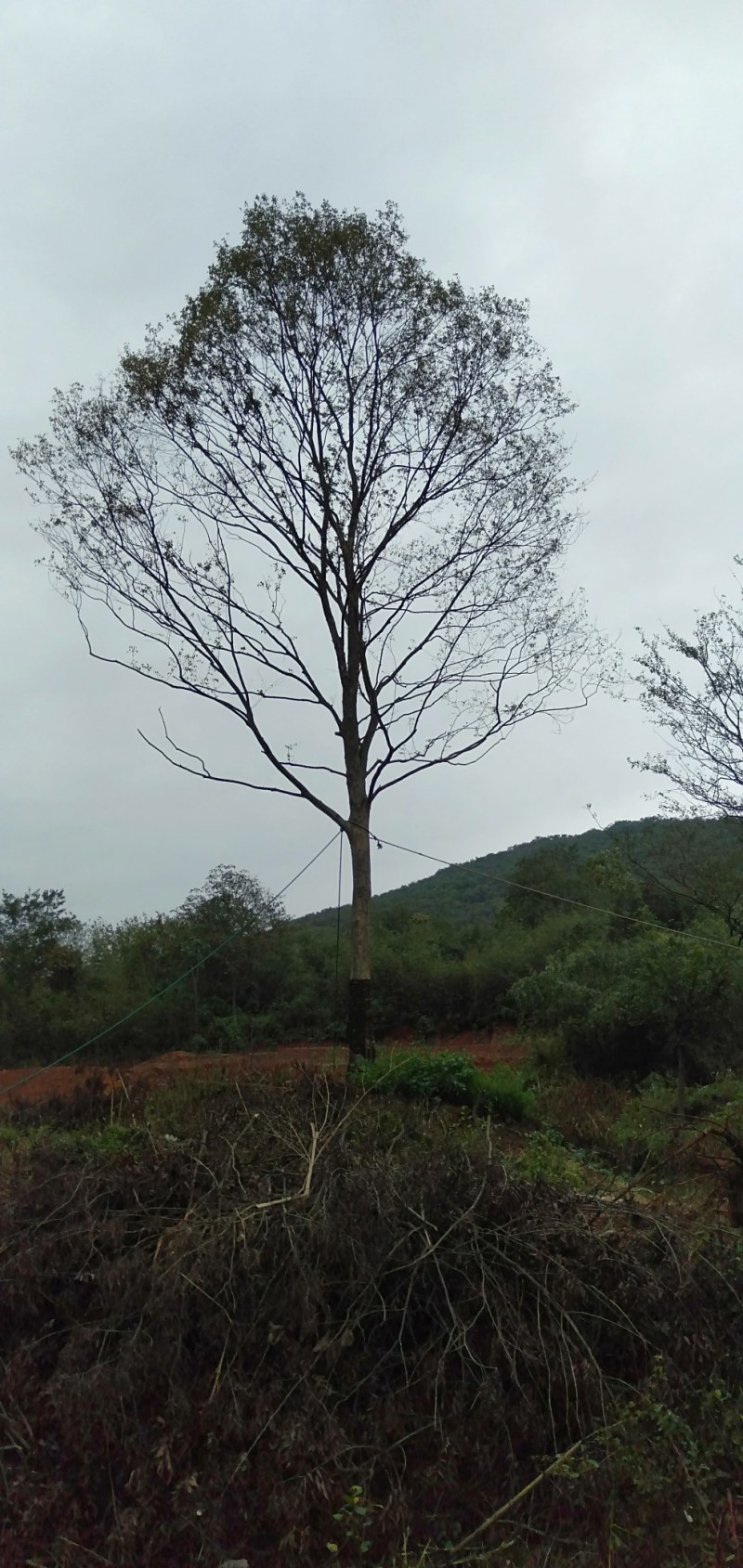 朴树乌桕黄连木各种绿化工程用苗基地直供