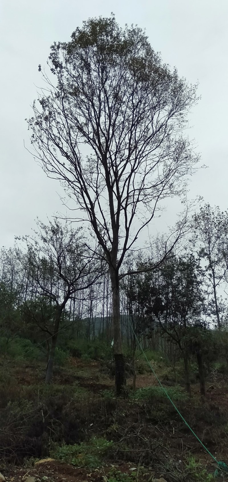 朴树乌桕黄连木各种绿化工程用苗基地直供