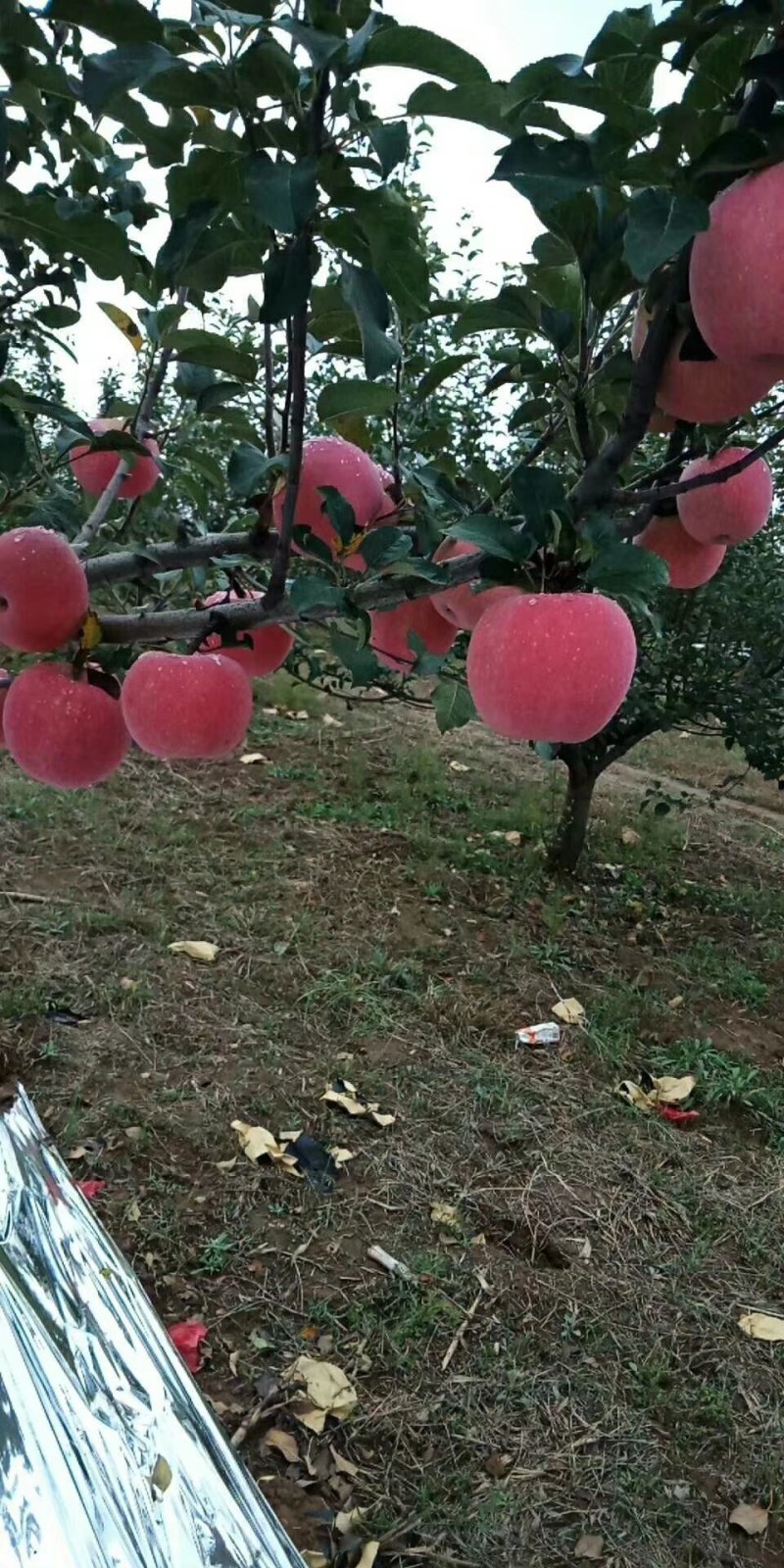 红富士苹果，纸袋红富士苹果个头大，口感好，纸袋红富士苹果