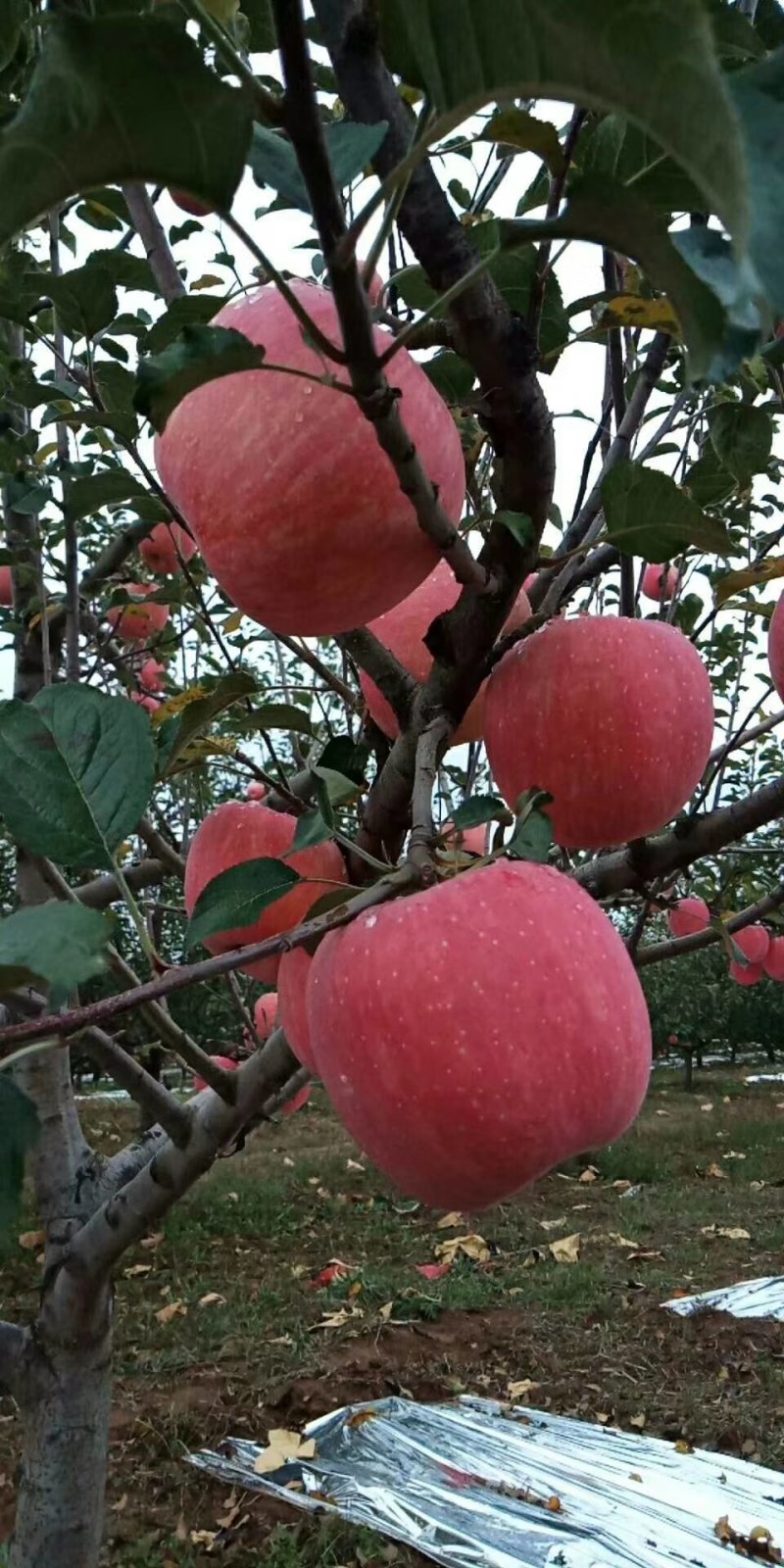 红富士苹果，纸袋红富士苹果个头大，口感好，纸袋红富士苹果