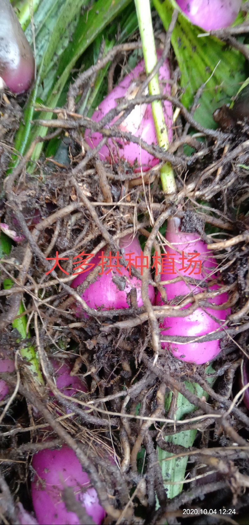 野生冰球子，毛茨菇种苗