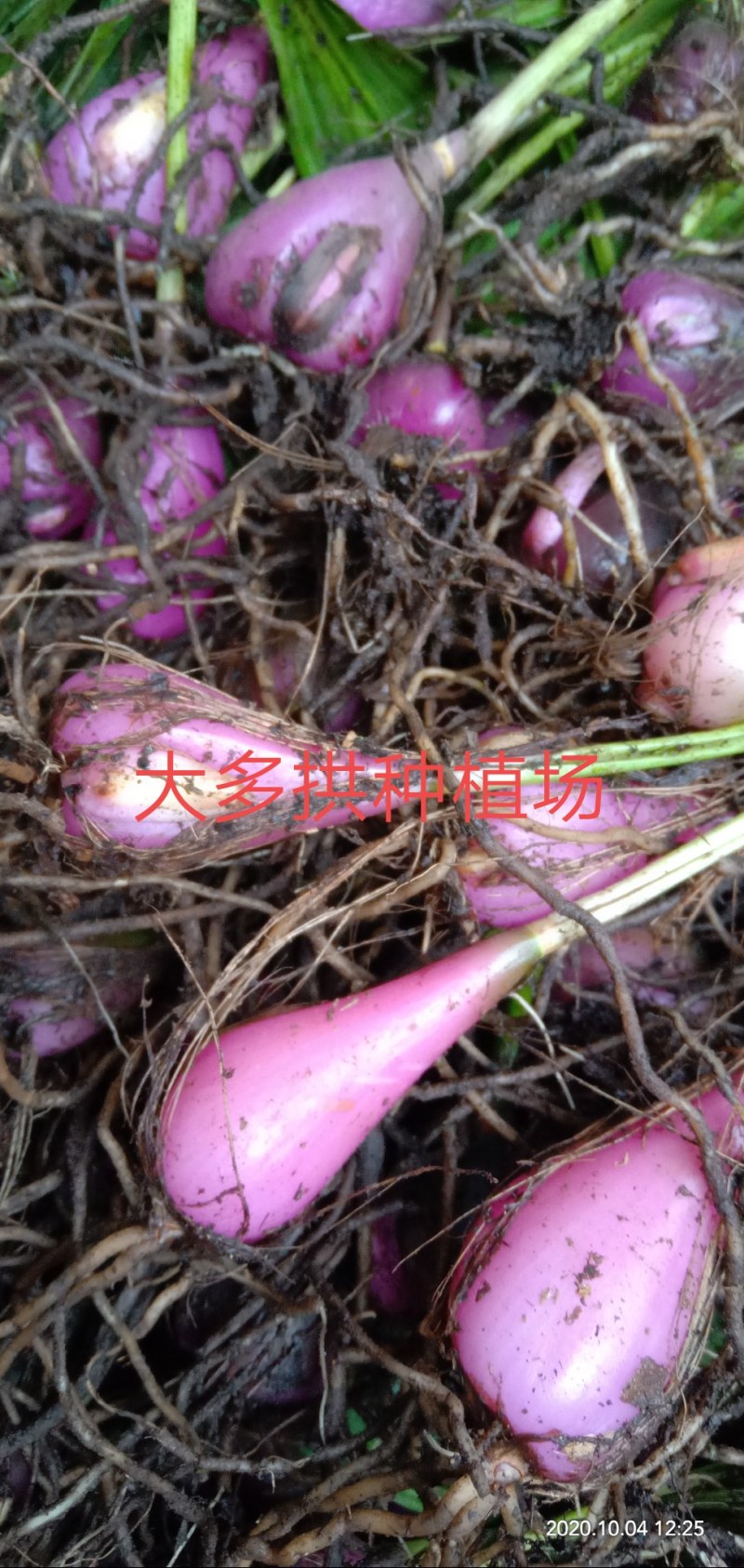野生冰球子，毛茨菇种苗