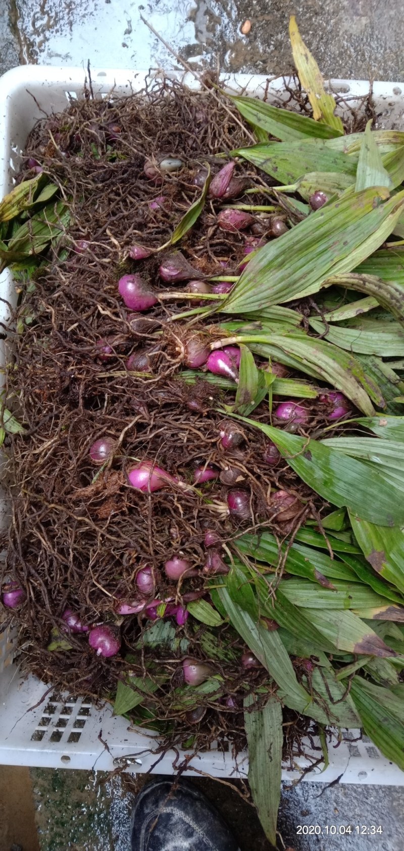 野生冰球子，毛茨菇种苗