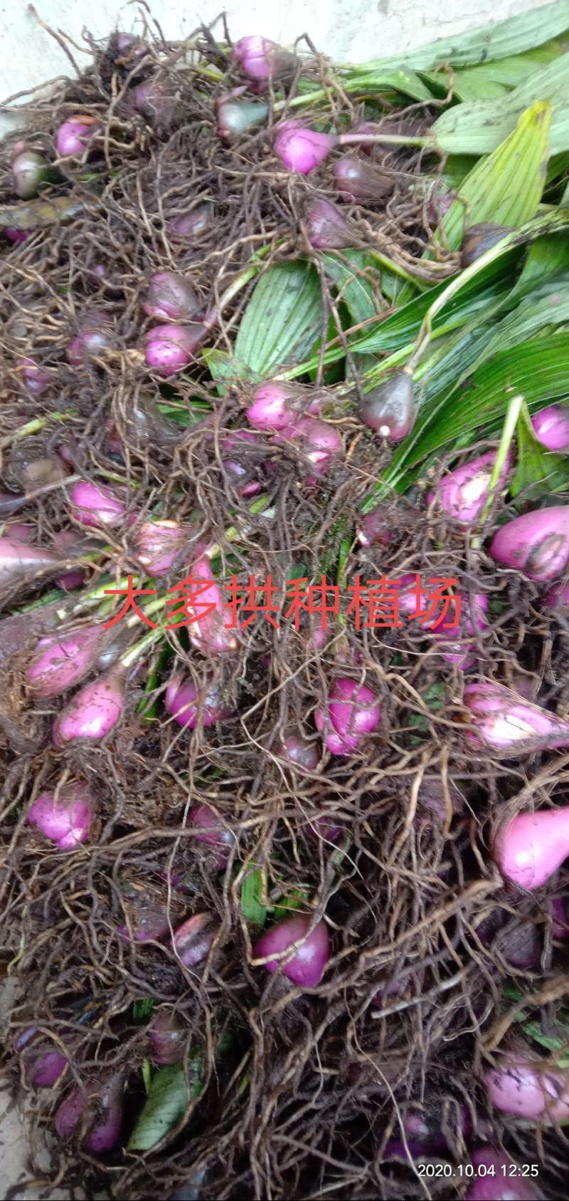 野生冰球子，毛茨菇种苗