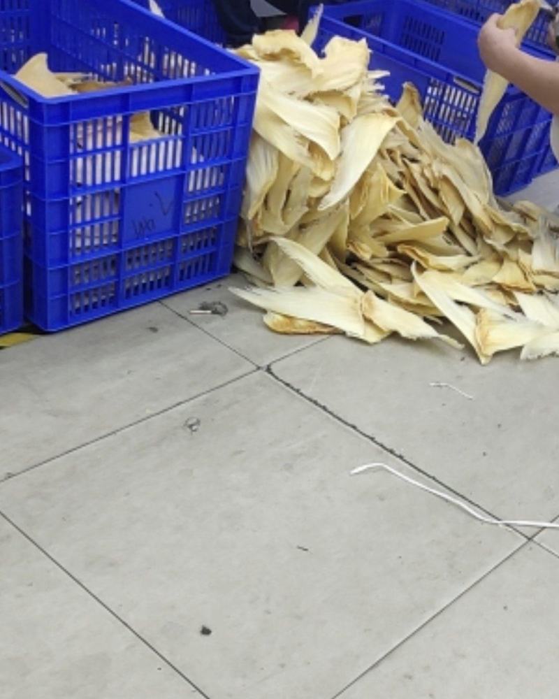 鱼翅批发行！！！！！