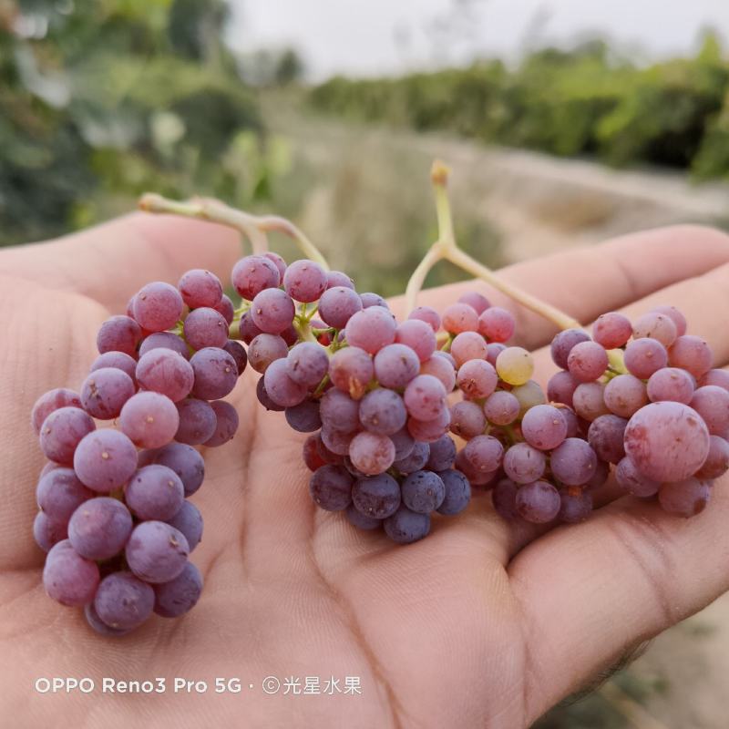锁锁葡萄干空运快递都可以发，药用价值很高。