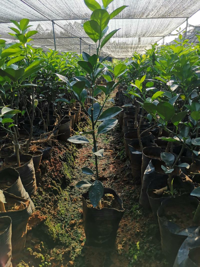 早熟蜂蜜脐橙，包正宗假一赔十，提供免费种植技术