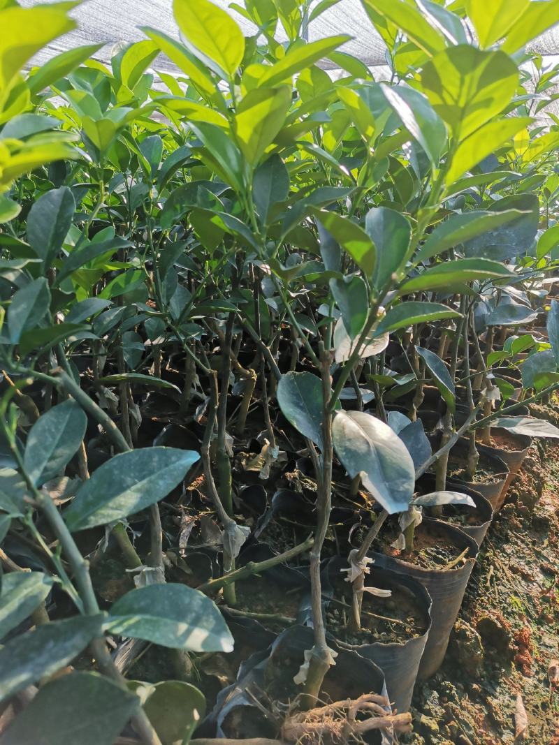 早熟蜂蜜脐橙，包正宗假一赔十，提供免费种植技术