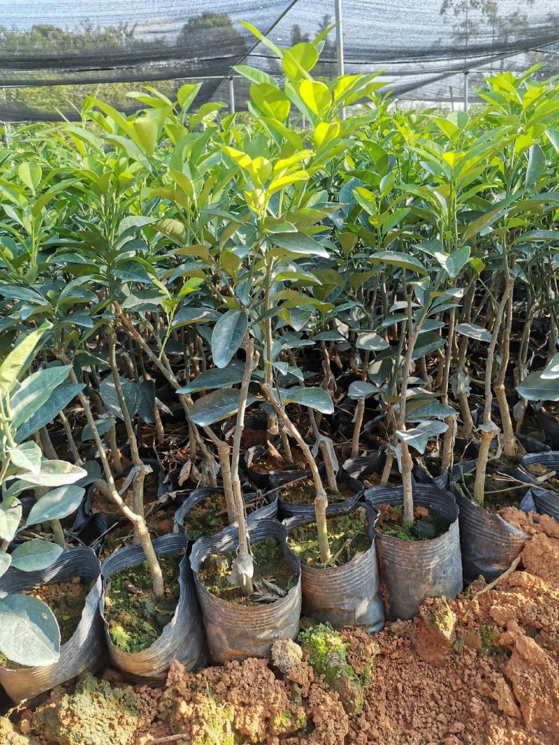 早熟蜂蜜脐橙，包正宗假一赔十，提供免费种植技术