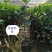 早熟蜂蜜脐橙,包正宗假一赔十,提供免费种植技术