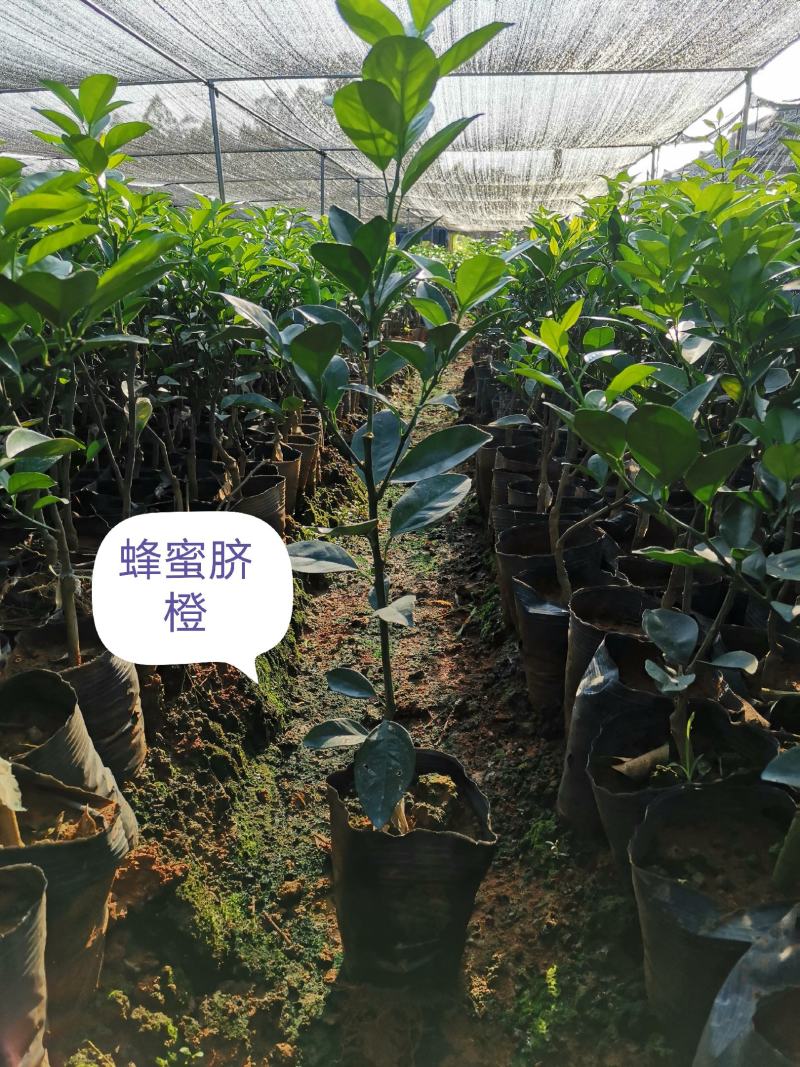 早熟蜂蜜脐橙，包正宗假一赔十，提供免费种植技术