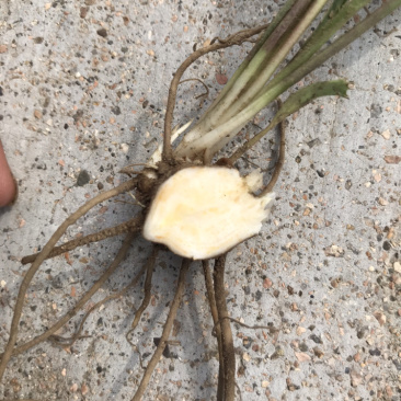 苍术种苗朱砂点当年苗