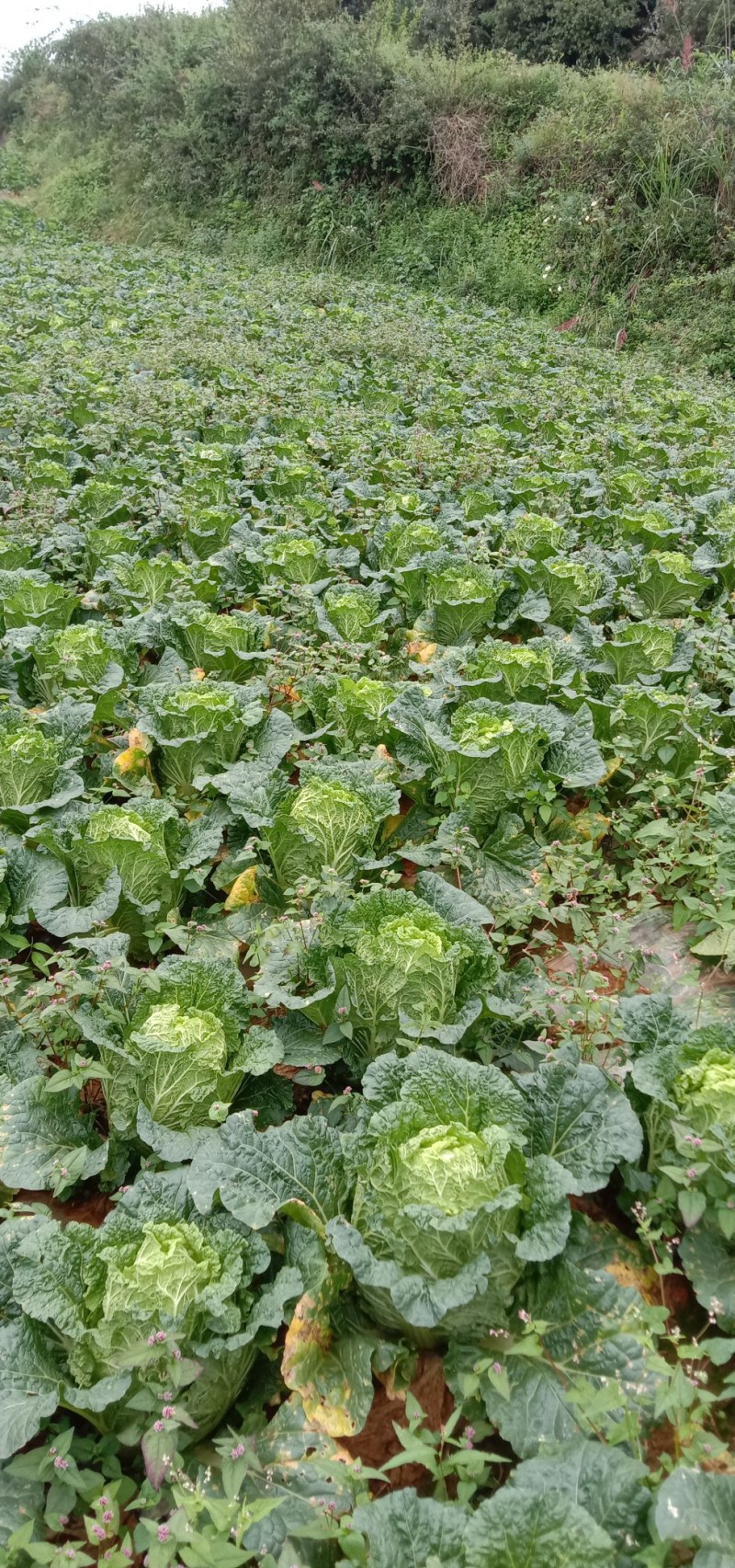 云南嵩明山地精品白菜