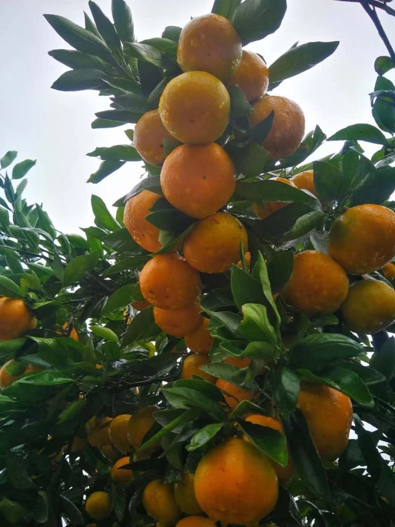 高山蜜橘特早蜜橘产地直销一手货源口感好可视频选货