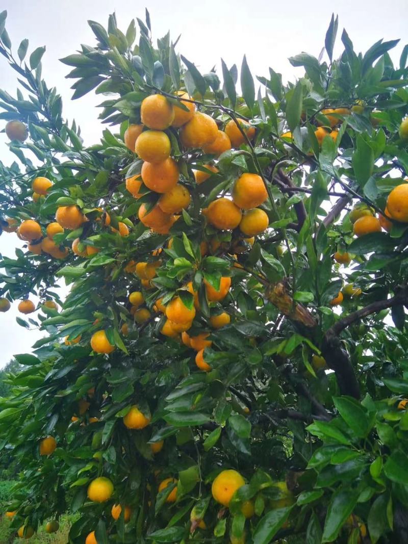 高山蜜橘特早蜜橘产地直销一手货源口感好可视频选货