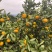 高山蜜橘特早蜜橘产地直销一手货源口感好可视频选货