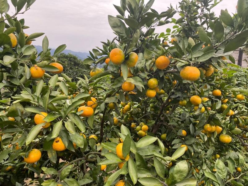 高山蜜橘特早蜜橘产地直销一手货源口感好可视频选货