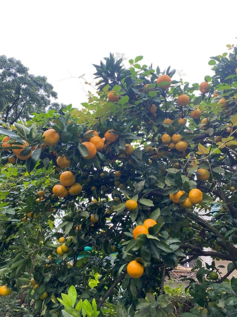 高山蜜橘特早蜜橘产地直销一手货源口感好可视频选货