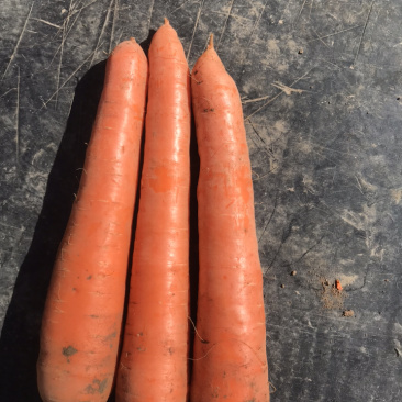 出售红萝卜🥕，四十亩，一亩多少钱，整体亩出售