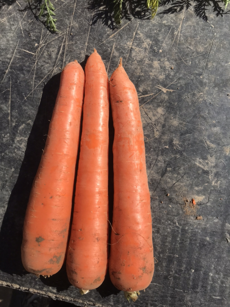 出售红萝卜🥕，四十亩，一亩多少钱，整体亩出售