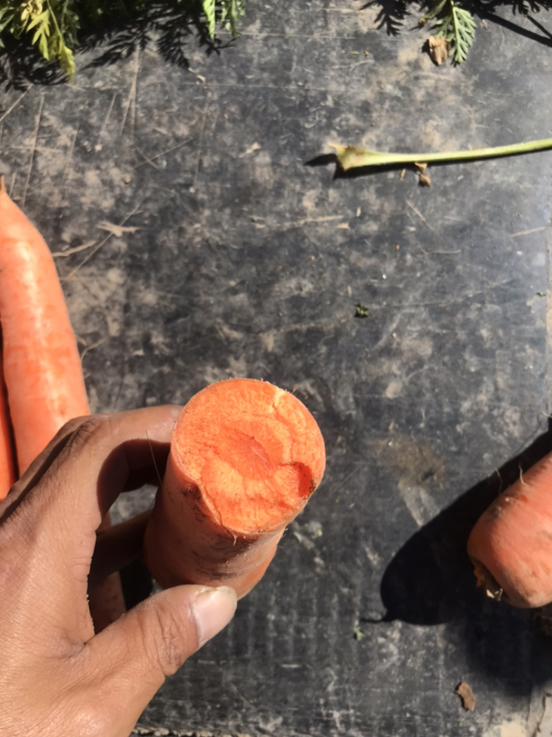 出售红萝卜🥕，四十亩，一亩多少钱，整体亩出售