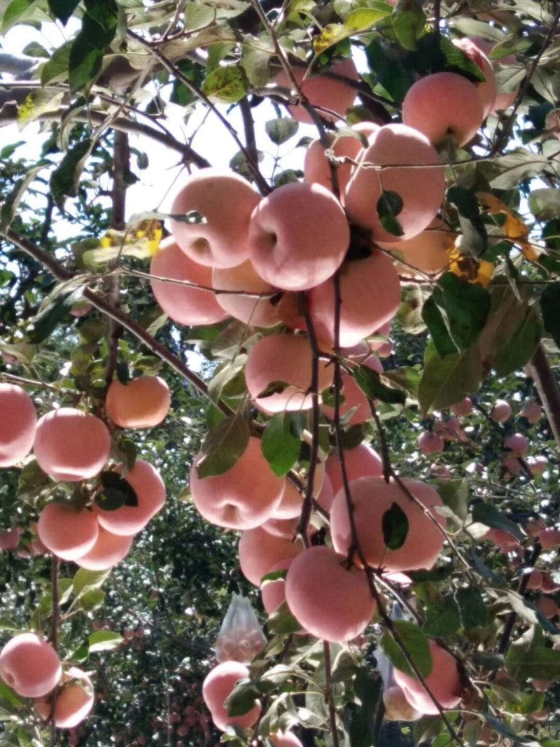 红富士苹果大量上市欢迎新老客户前来选购诚信共赢！
