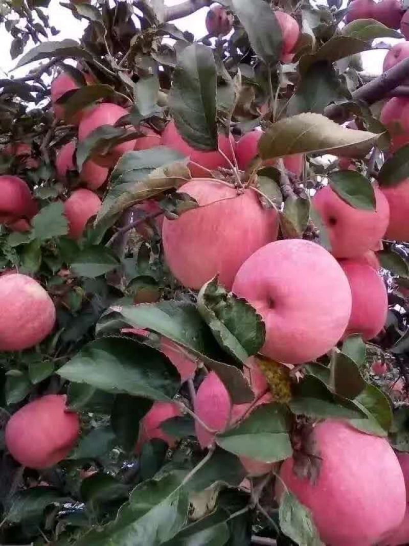 寒富光果，色泽红润，口感甜脆，黄瓤多汁，个头均匀。
