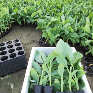 香蕉苗、西贡粉蕉苗、红香蕉苗、广粉蕉苗、南天黄香蕉苗
