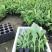 香蕉苗、西贡粉蕉苗、红香蕉苗、广粉蕉苗、南天黄香蕉苗